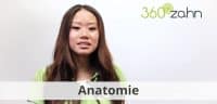 Video Anatomie