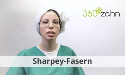 Video - Sharpey Fasern